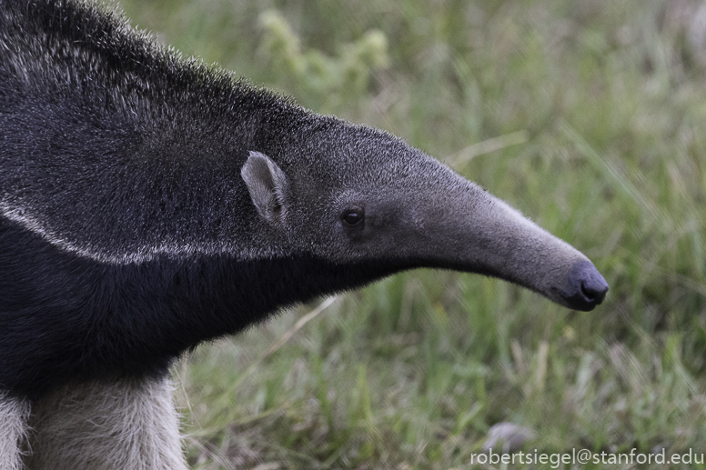 pantanal